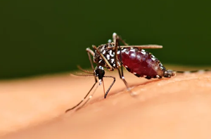 Imagem da Notícia imagem foca em um mosquito transmissor da malária pousado sobre a pele de alguém